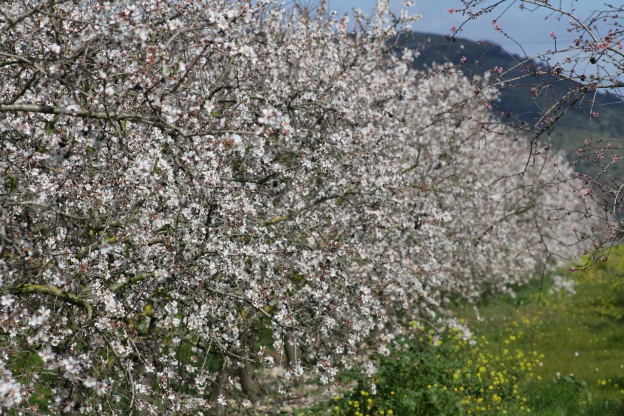 108 Finca Son Morey Tarongers Etv14340 By Mallorca Charme Can Picafort  Kültér fotó